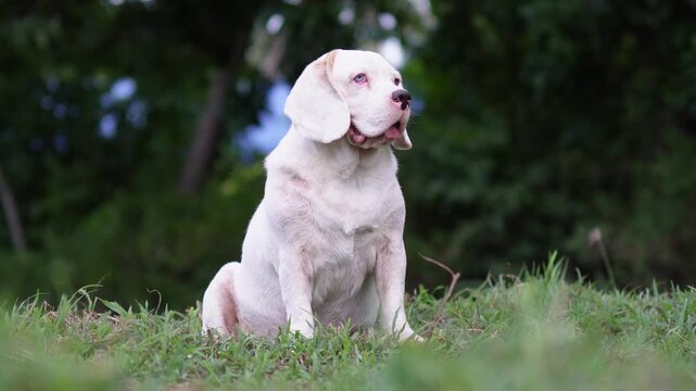 Light-colored Beagle sitting upright on a grass lawn during the day, looking alert into the distance.
