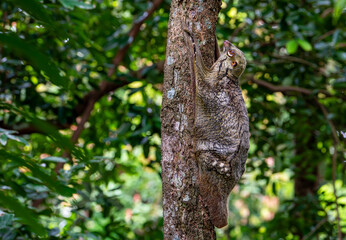 Fototapeta premium Sunda flying lemur on a tree trunk in the rainforest