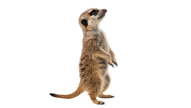Wild meerkat suricate standing upright looking into distance isolated on transparent background