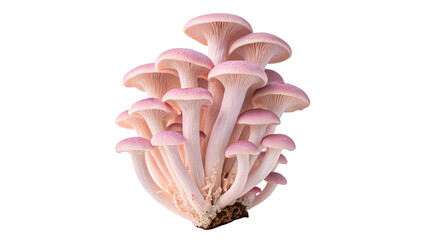 Bunch of fresh raw pink oyster mushrooms isolated on transparent background © Thompson-DS