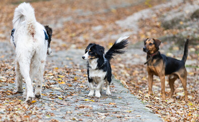 Fototapeta premium dogs playing outdoors in autumn forest