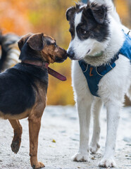 Fototapeta premium dogs playing outdoors in autumn forest