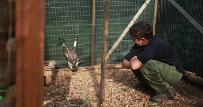 Happy young boy with ducks inside henhouse - Nature, teenager people and countryside lifestyle concept - UGC content