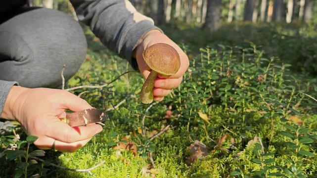Hands with a ring cutting a small birch bolete mushroom at the stem on a mossy forest floor, careful wild mushroom foraging, autumn woodland harvest, nature food gathering, earthy lifestyle.