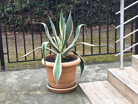 Potted American agave (close-up) standing outdoors