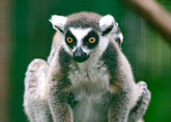 Fototapeta premium Close-up portrait of a lemur