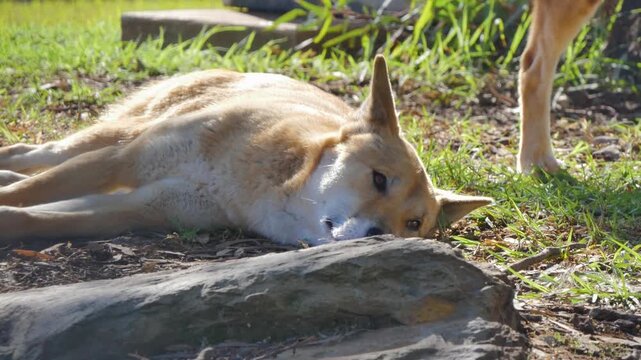 Laying dingo down on the ground