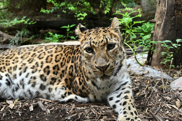 close view to a spotted leopard  lying on the ground surrounded by green foliage in the zoo © young
