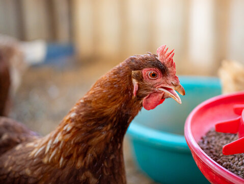 Close up of a free-range brown hen pecking pellets from a red feeder. Contented hen enjoying pellets while feeding in a backyard coop, showcasing small farming, pastoral life and sustainable care.