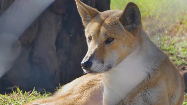 Australian dingo sitting on the ground