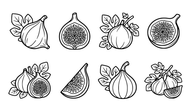 Black Fig Fruit Line Art Icons Set with Whole and Sliced Figs