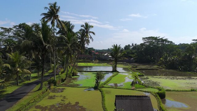 Aerial: scenic palm road next to rice paddies near Tibumana Waterfall during the day in Apuan Village, Bangli Regency, Bali, Indonesia, establishing drone shot