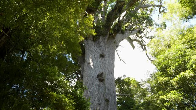 Tāne Tane Mahuta Giant Kauri Tree New Zealand. Tilt up at day time