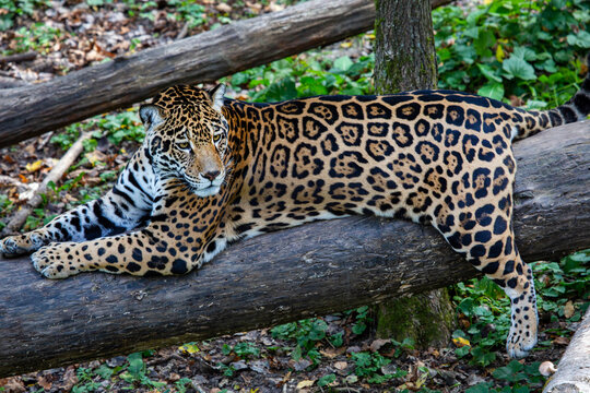 A jaguar with a beautiful pattern on its body lies on a tree trunk on a bright sunny day. Wildlife, mammals, predators.