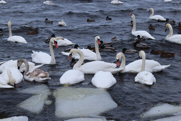 Swans on a winter river. White birds swim in cold water among ice. Group of swans and ducks during wintering on an open reservoir in winter. Winter landscape with wild waterfowl on a river with ice © Mariia