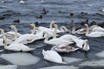 Swans on a winter river. White birds swim in cold water among ice. Group of swans and ducks during wintering on an open reservoir in winter. Winter landscape with wild waterfowl on a river with ice © Mariia