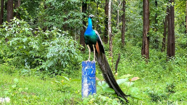 Indian peacock with brilliant blue and green plumage perched on a blue post in a lush, tropical forest, long tail feathers trailing toward the ground, a colorful male bird in natural woodland habitat.