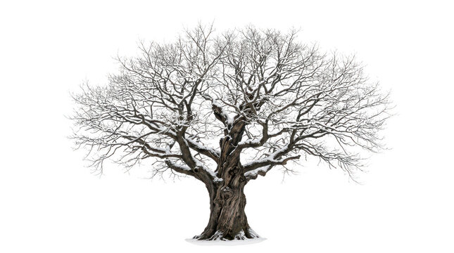 Large old oak tree with bare branches in winter isolated on transparent background