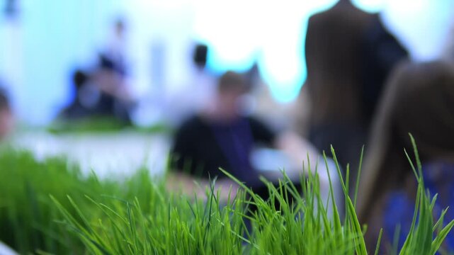 Green grass blades in sharp focus, people blurred behind. Grass grows in shallow tray. Background shows indistinct figures, likely indoors. Soft natural light reflects off surfaces