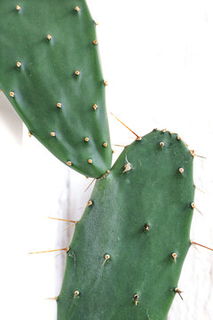 Green, thorny cactus leaf against a white wall background. A plant of arid and water scarce regions. Cactus leaf wallpaper concept. No people, nobody. Vertical photo.