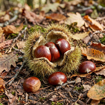 Chestnut, Fresh Chestnut, Autumn Chestnut, Chestnut Burr, Fall Chestnut, Seasonal Chestnut, Chestnut Fruit, Autumn Harvest, Fall Harvest, Chestnut Icon, Chestnut Illustration, 3D Chestnut, Harvest Foo