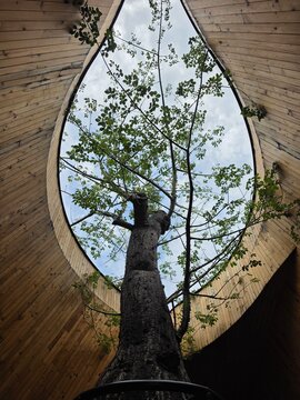 tree in the park