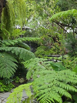 A lush tropical garden cafe with curved wooden decks, black tables, and a misty stream crossed by stepping stones amid dense greenery.