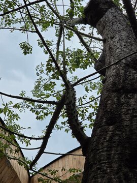 old oak tree
