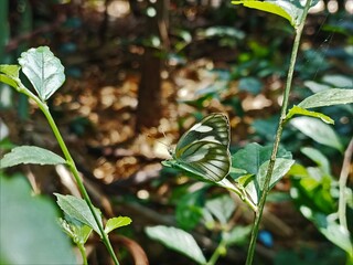 Close-up photograph of a delicate green and white butterfly resting on a fresh leaf in a lush forest or ganden environment.  © rika