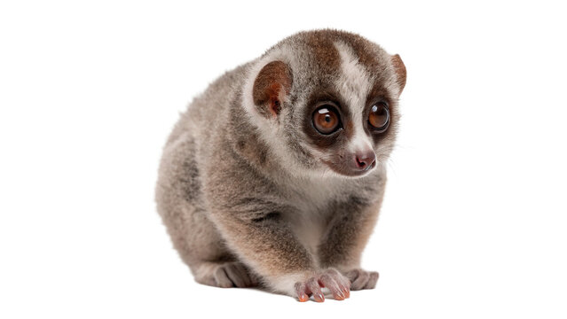 Cute slow loris primate sitting looking front isolated on transparent background