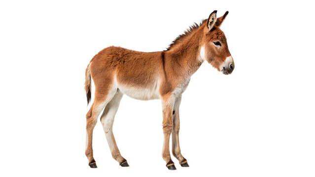 Small young wild donkey animal standing sideways isolated on transparent background