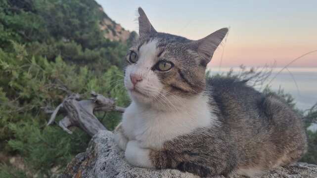 Domestic cat resting on a rock overlooking the ocean during golden hour. Static shot with soft zoom out.