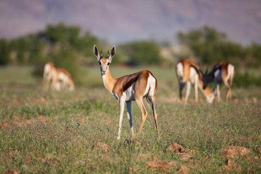 Young Springbok standing on the Giribes Plain