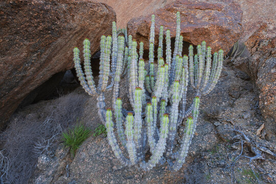 Euphorbia cactus among Granite Rocks in Namibia desert