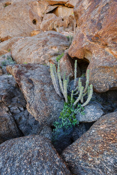 Euphorbia succulent plant among Granite Rocks in stone valley Namibia