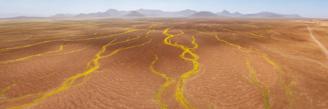 Rivers of devil's thorn dry riverbeds in Namibia desert landscape