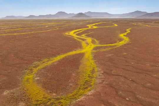 Devil's Thorn yellow flower carpets in kunene region