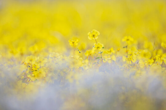 Devil's Thorn yellow wildflowers blooming in kunene region, Namibia