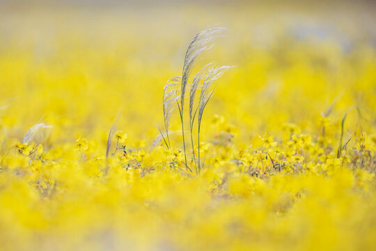 Bushman Grass standing in field of yellow flowers in kunene region