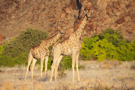 Giraffe mother and young standing in namibian grassland