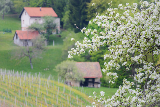 Pear blossoms with farm buildings and vineyard