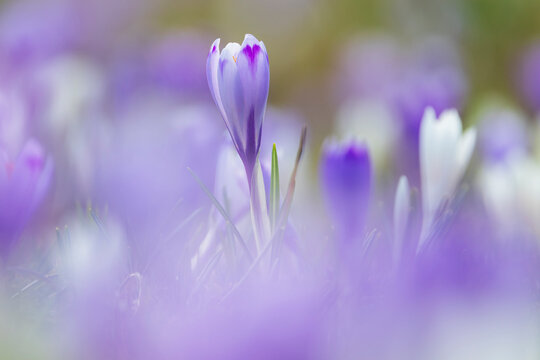 Crocus vernus flowers blooming in a mountain pasture