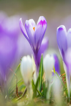 Crocus vernus flowers blooming