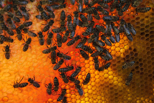 Bees actively working on honeycomb in bled, Slovenia
