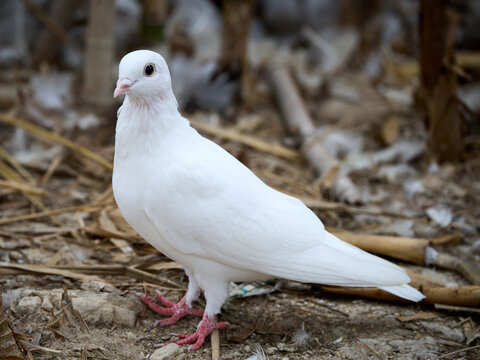 Beautiful Wild Feral White Dove Pigeon in natural habitat in the foliage symbol of luck, love, new beginnings and prosperity in Malta