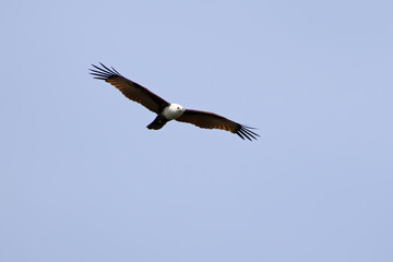 Obraz premium Adult Brahminy Kite, Haliastur indus, soaring with wings fully spread against a clear blue sky