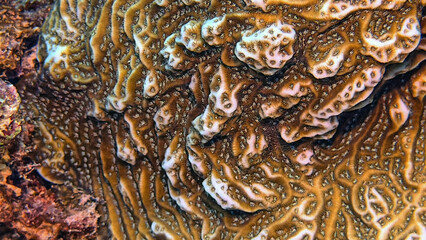 Caribbean coral garden, underwater Bonaire © John Anderson