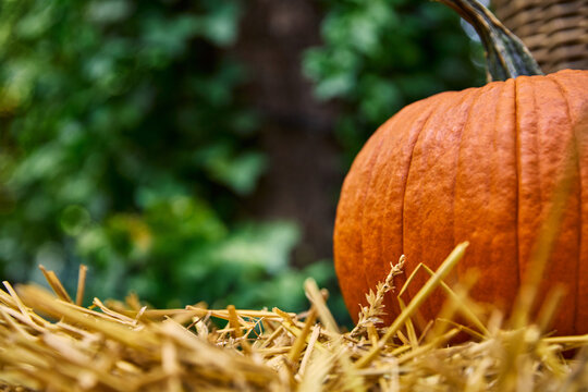Ripe Orange Pumpkin on Hay Bale in Autumn Garden