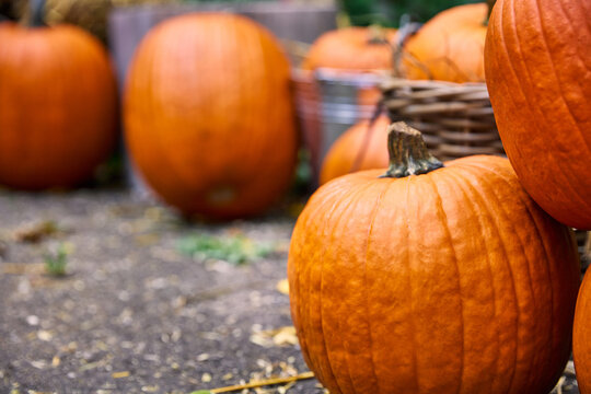 Ripe Orange Pumpkins Displayed Outdoors for Autumn Harvest and Halloween