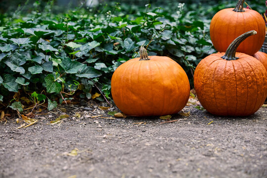 Ripe orange pumpkins on the ground against green ivy foliage in autumn